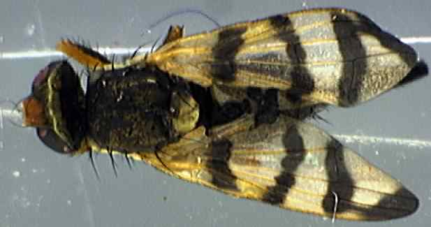 Urophora jaceana